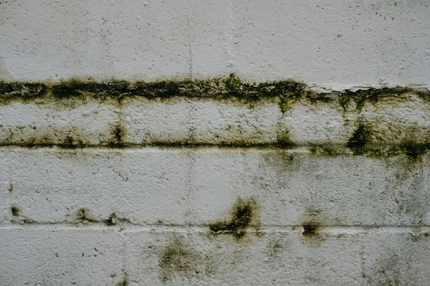 An image of mould on a wall